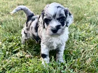 Rose Merle Male #1, a male Cockapoo for sale in Omaha, NE – 3 of 6