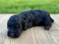 Pumpkin's Phantom Male #1, a male Cockapoo for sale in Omaha, NE – 2 of 3
