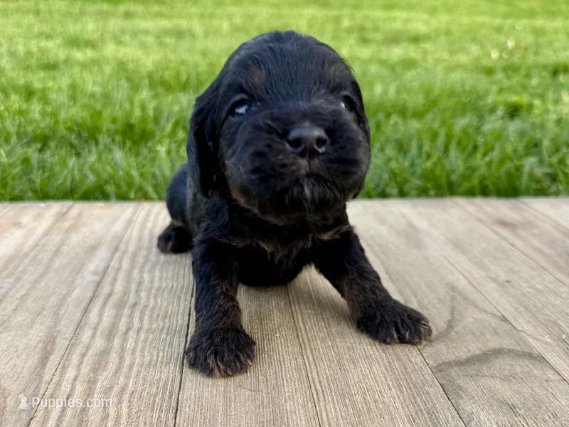 Pumpkin's Phantom Male #1 – Cockapoo puppy for sale in Omaha, NE