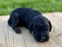 Pumpkin's Phantom Male #1, a male Cockapoo for sale in Omaha, NE – 3 of 3