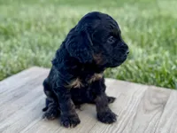 Pumpkin's Phantom Male #1, a male Cockapoo for sale in Omaha, NE – 3 of 3