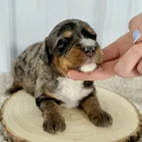 Willow's Merle M#4, a male Miniature Bernedoodle for sale in Omaha, NE – Photo 4 of 4
