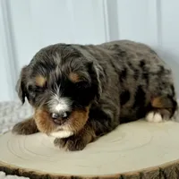 Willow's Merle M#4, a male Miniature Bernedoodle for sale in Omaha, NE – Photo 2 of 4