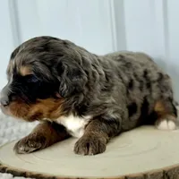 Willow's Merle M#4, a male Miniature Bernedoodle for sale in Omaha, NE – Photo 1 of 4