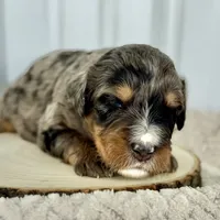 Willow's Merle M#4, a male Miniature Bernedoodle for sale in Omaha, NE – Photo 3 of 4