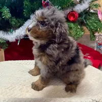 Oakley's Merle F#1, a female Miniature Bernedoodle for sale in Omaha, NE – Photo 6 of 6