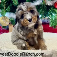 Oakley's Merle F#1, a female Miniature Bernedoodle for sale in Omaha, NE – Photo 1 of 6