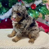 Oakley's Merle F#1, a female Miniature Bernedoodle for sale in Omaha, NE – Photo 5 of 6