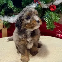 Oakley's Merle F#1, a female Miniature Bernedoodle for sale in Omaha, NE – Photo 2 of 6