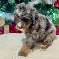 Oakley's Merle F#1, a female Miniature Bernedoodle for sale in Omaha, NE – Photo 3 of 6
