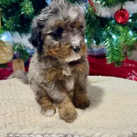 Oakley's Merle F#1, a female Miniature Bernedoodle for sale in Omaha, NE – Photo 4 of 6