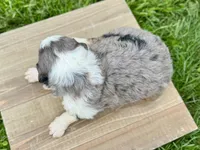 Willow's Tri Merle Female #3, a female Miniature Bernedoodle for sale in Omaha, NE – 2 of 3