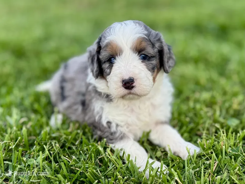 Willow's Tri Merle Female #3 – Miniature Bernedoodle puppy for sale in Omaha, NE