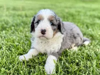 Willow's Tri Merle Female #3, a female Miniature Bernedoodle for sale in Omaha, NE – 3 of 3