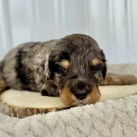 Willow's Merle M#3, a male Miniature Bernedoodle for sale in Omaha, NE – Photo 5 of 5