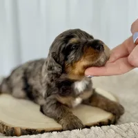 Willow's Merle M#3, a male Miniature Bernedoodle for sale in Omaha, NE – Photo 3 of 5