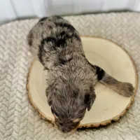 Willow's Merle M#3, a male Miniature Bernedoodle for sale in Omaha, NE – Photo 4 of 5