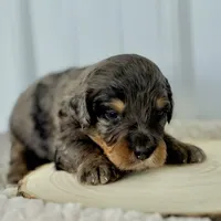 Willow's Merle M#3, a male Miniature Bernedoodle for sale in Omaha, NE – Photo 2 of 5