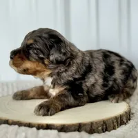 Willow's Merle M#3, a male Miniature Bernedoodle for sale in Omaha, NE – Photo 1 of 5