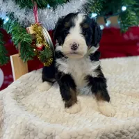 Oakley's Tri M#4, a male Miniature Bernedoodle for sale in Omaha, NE – Photo 5 of 8
