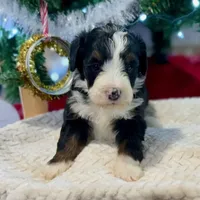 Oakley's Tri M#4, a male Miniature Bernedoodle for sale in Omaha, NE – Photo 3 of 8
