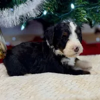 Oakley's Tri M#4, a male Miniature Bernedoodle for sale in Omaha, NE – Photo 8 of 8