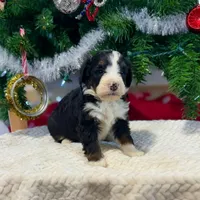 Oakley's Tri M#4, a male Miniature Bernedoodle for sale in Omaha, NE – Photo 6 of 8