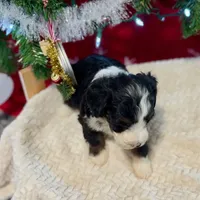 Oakley's Tri M#4, a male Miniature Bernedoodle for sale in Omaha, NE – Photo 2 of 8
