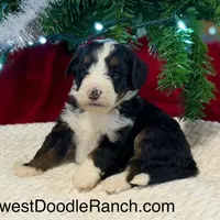 Oakley's Tri M#4, a male Miniature Bernedoodle for sale in Omaha, NE – Photo 1 of 8