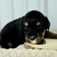 Willow's Tri F#3, a female Miniature Bernedoodle for sale in Omaha, NE – Photo 4 of 5