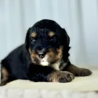 Willow's Tri F#3, a female Miniature Bernedoodle for sale in Omaha, NE – Photo 1 of 5