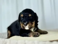 processed/a9f6df29-11e4-4083-a304-6a17694a7e50/listing/ac4a9e96-6433-40c8-91fa-f49d288ac5a5/0954684b-dd1a-4b00-9fff-9a8d59c69ecd