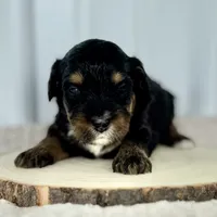 Willow's Tri F#3, a female Miniature Bernedoodle for sale in Omaha, NE – Photo 2 of 5