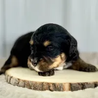 Willow's Tri F#3, a female Miniature Bernedoodle for sale in Omaha, NE – Photo 3 of 5