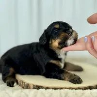 Willow's Tri F#3, a female Miniature Bernedoodle for sale in Omaha, NE – Photo 5 of 5