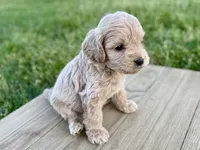 Pumpkin's Male #4, a male Cockapoo for sale in Omaha, NE – 3 of 4