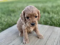 Pumpkin's Female #1, a female Cockapoo for sale in Omaha, NE – 2 of 3