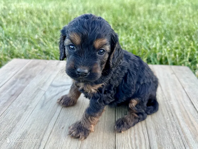 Pumpkin's Phantom Female #3 – Cockapoo puppy for sale in Omaha, NE