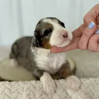 Willow's Merle F#5, a female Miniature Bernedoodle for sale in Omaha, NE – Photo 2 of 3