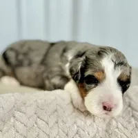 Willow's Merle F#5, a female Miniature Bernedoodle for sale in Omaha, NE – Photo 1 of 3