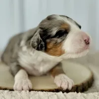 Willow's Merle F#5, a female Miniature Bernedoodle for sale in Omaha, NE – Photo 3 of 3