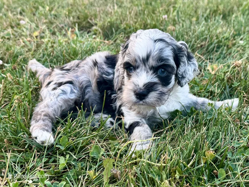 Rose Merle Male #1 – Cockapoo puppy for sale in Omaha, NE