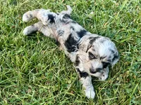 Rose Merle Male #1, a male Cockapoo for sale in Omaha, NE – 4 of 6