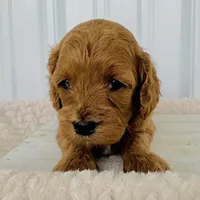 Rose's Female #1, a female Cockapoo for sale in Omaha, NE – Photo 2 of 2