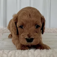 Rose's Female #1, a female Cockapoo for sale in Omaha, NE – Photo 1 of 2