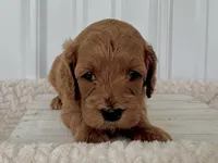 processed/a9f6df29-11e4-4083-a304-6a17694a7e50/listing/c8b18b29-6de7-40ab-83f3-b8d2df630749/f6d254c3-57fe-4eea-8892-6d0d9b2f057d