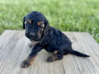Pumpkin's Phantom Female #3, a female Cockapoo for sale in Omaha, NE – 2 of 2