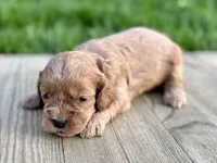Pumpkin's Male #2, a male Cockapoo for sale in Omaha, NE – 2 of 2