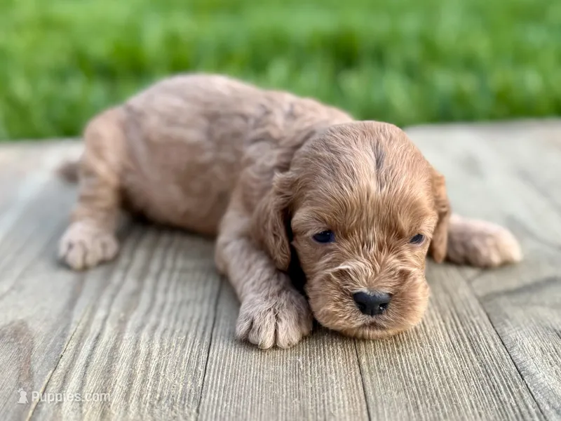 Pumpkin's Male #2 – Cockapoo puppy for sale in Omaha, NE