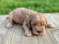 Pumpkin's Male #2, a male Cockapoo for sale in Omaha, NE – 1 of 2